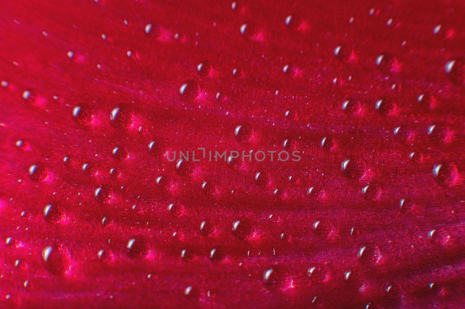 Abstraction Floral macro background. Water drops close-up on pink purple gradient flower with contrast background. Place for text. shallow depth of field abstraction.