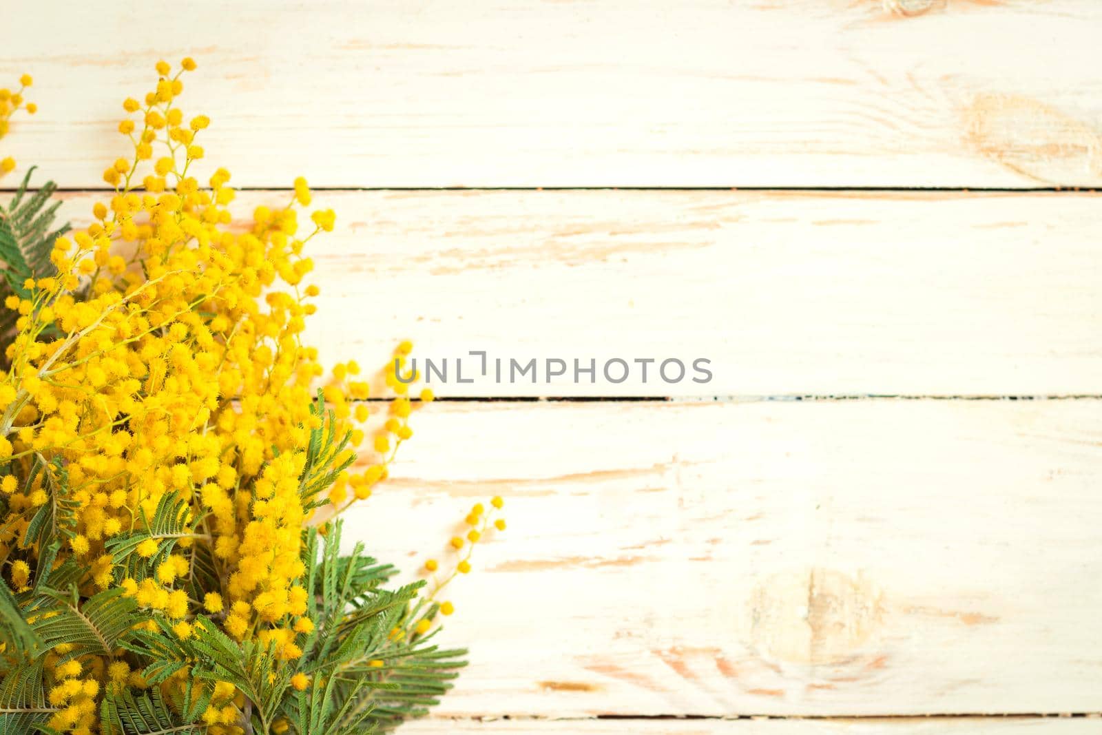 Mimosa flowers bouquet on the rustic white wooden background. Shabby chic style decoration. Selective focus. Space for text. Vintage retro toned