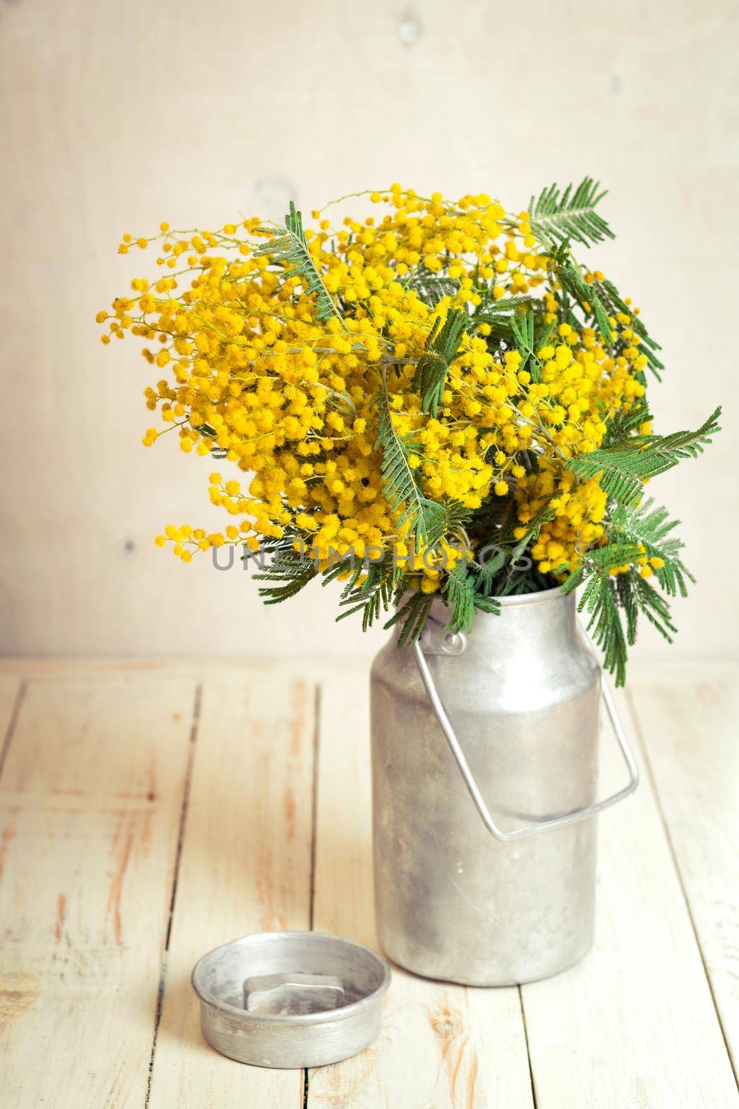 Mimosa flowers in a vintage metal milk can on the rustic white wooden background. Shabby chic style decoration with flowers. Selective focus. Vintage retro toned