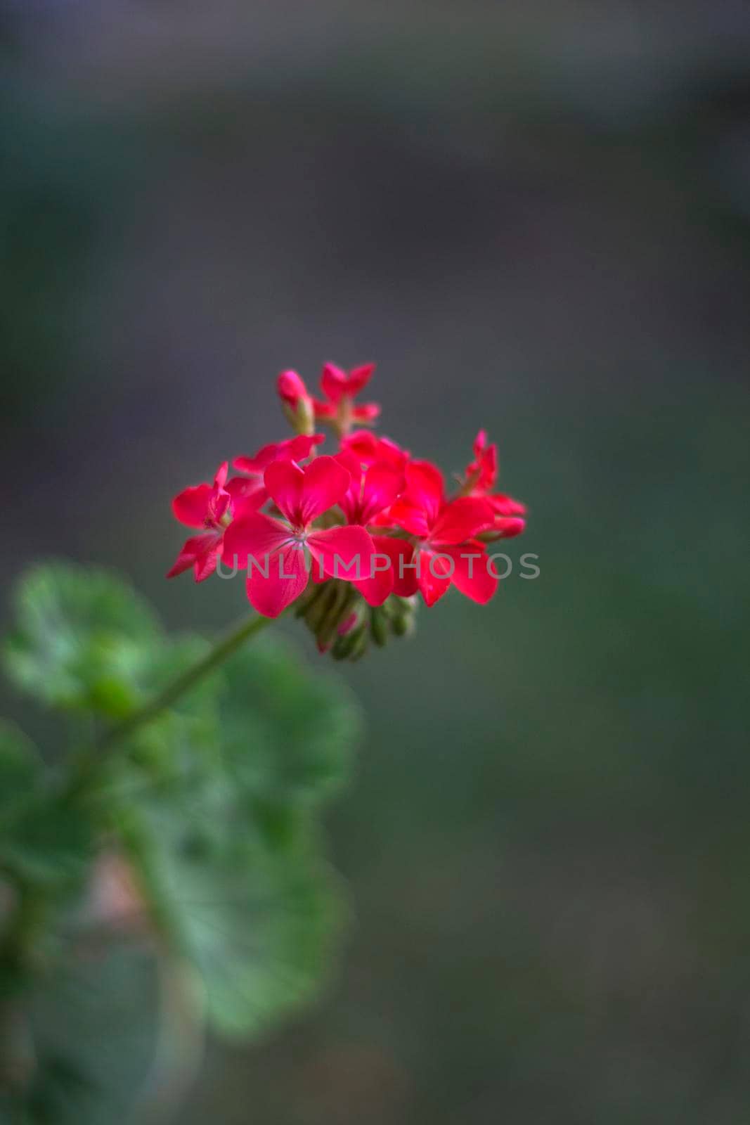 Pelargonium or Geranium flower close look at a cluster of red bloom, buds and green leave. Vertical view by EdVal