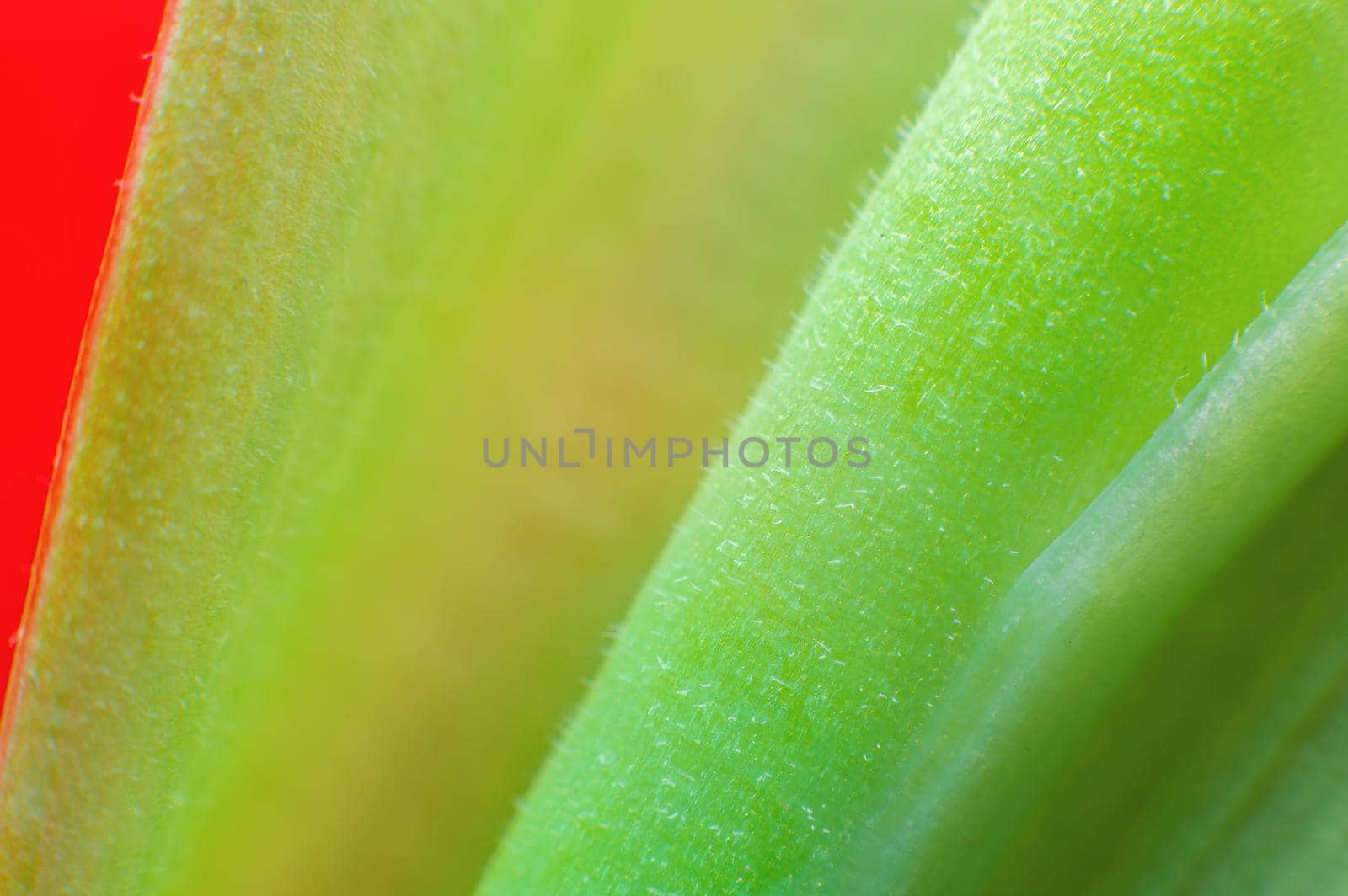 Close-up of a green stem of a red flower in extreme macro photography. Copy space botanical background by yanik88