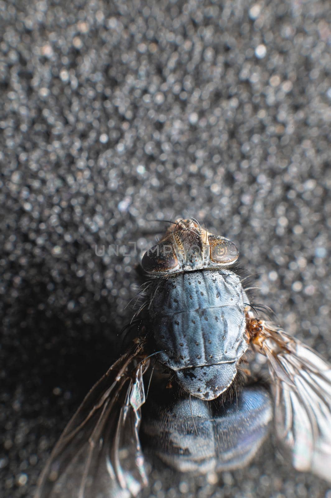 Extremely close-up of a dead fly covered with dust particles. Shallow depth of field dead insects.
