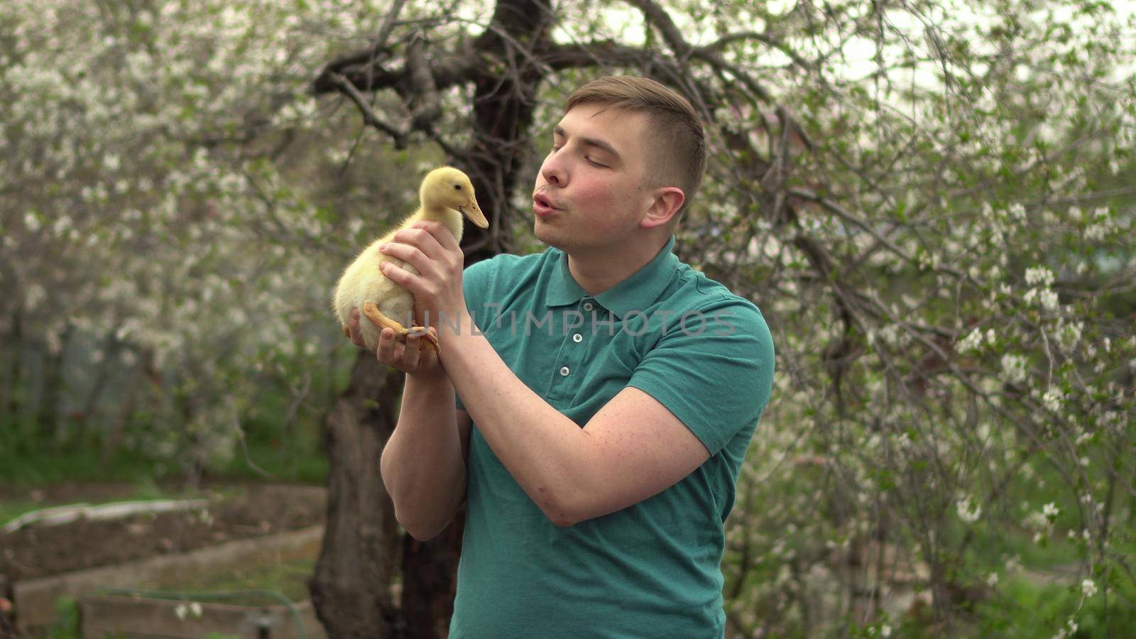 A young man holds a real duckling in his arms. A man in the garden with a bird. by Puzankov