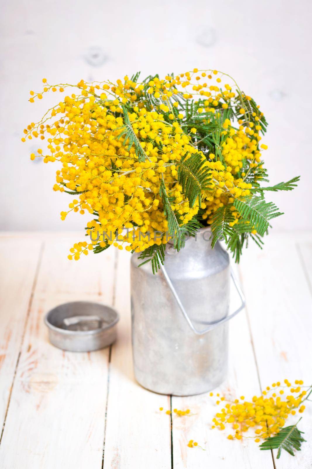 Mimosa flowers in a vintage metal milk can by its_al_dente