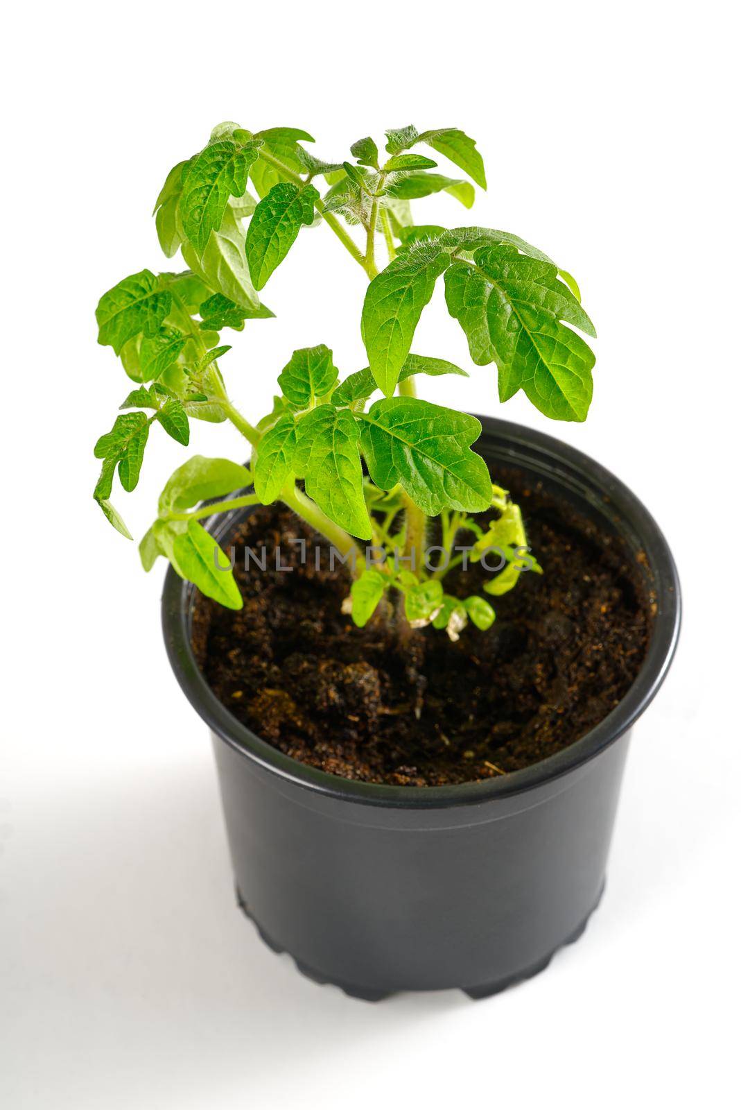 Green tomato seedling sprouts in black pot isolated on white background Spring concept for gardening by PhotoTime