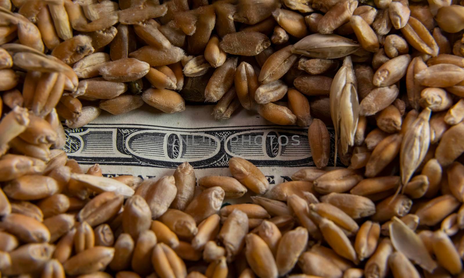 grain of wheat on a hundred dollar bill which is visible only the inscription one hundred