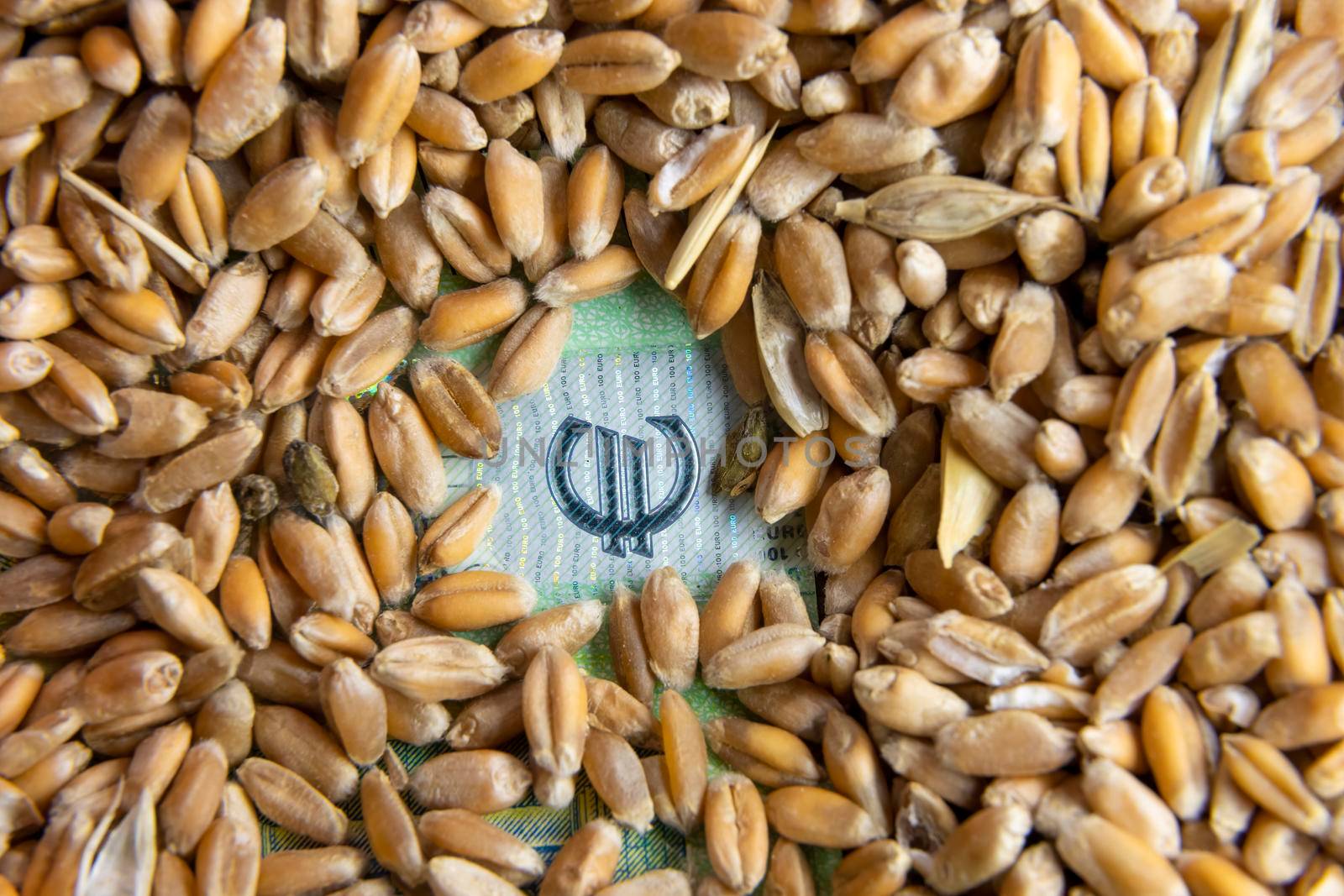 wheat grain from under which you can see the euro sign close-up