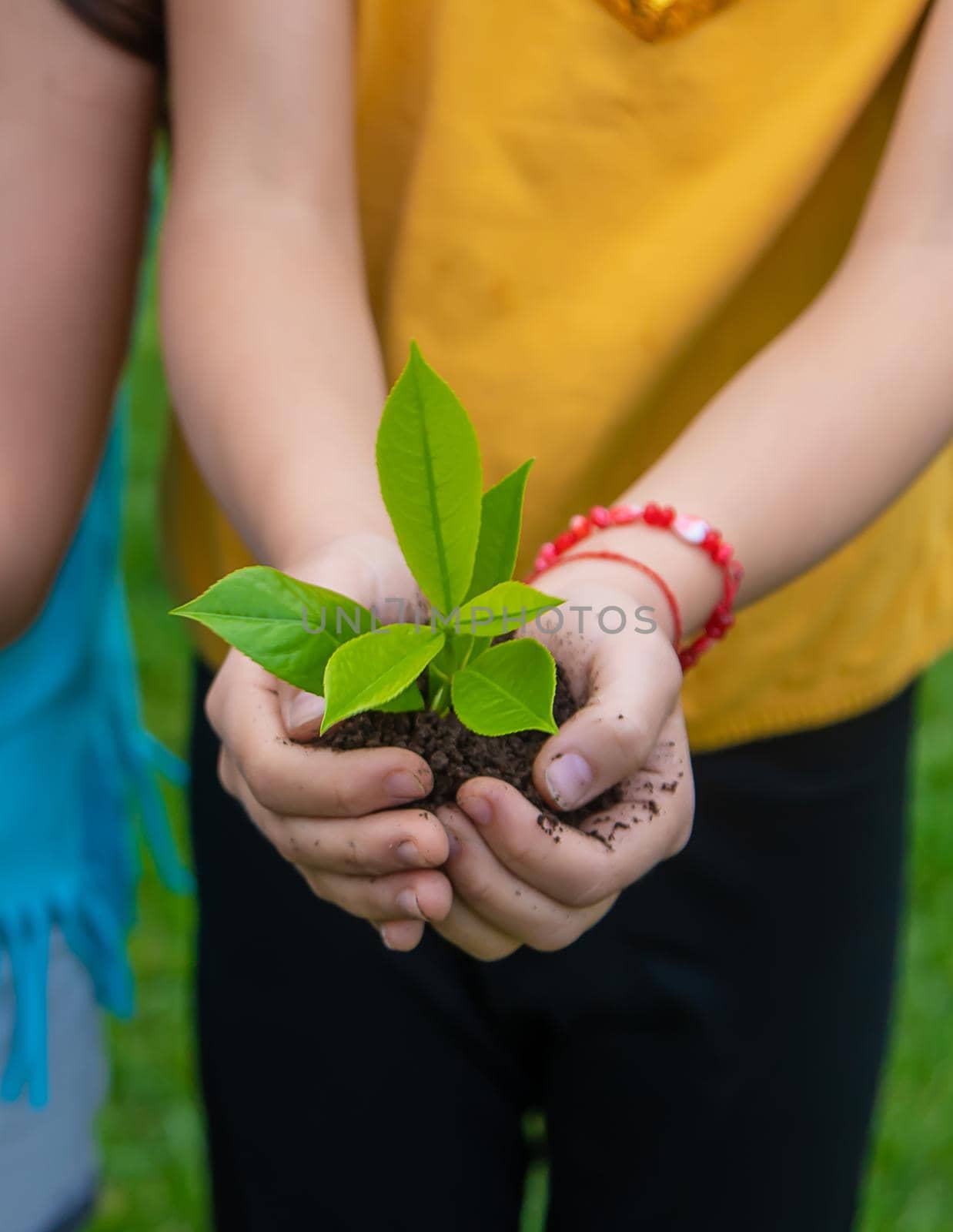 The child holds the plant and soil in his hands. Selective focus. Kid.
