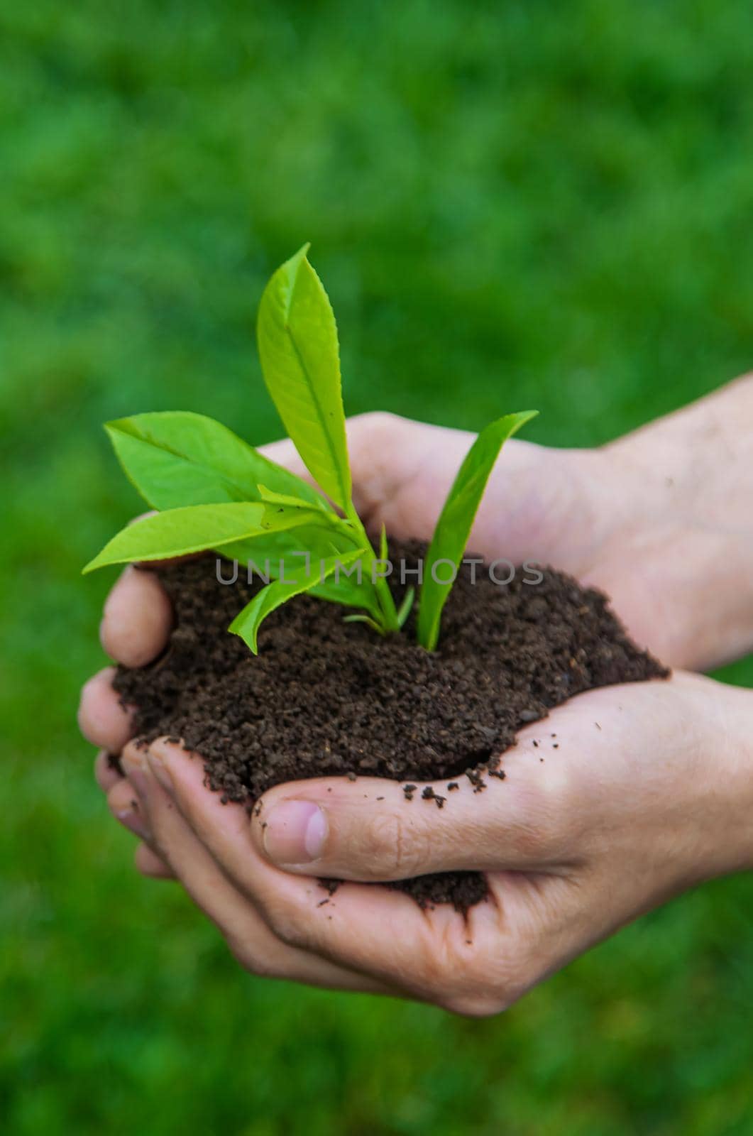 Man hands with plant and soil. Selective focus. nature.