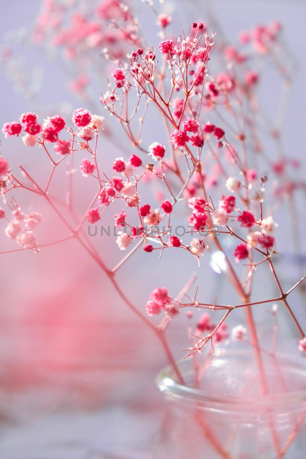 Gypsophila or baby's breath flowers Beautiful pink flower blooming with soft light. Selective focus. Spring holiday card background. Delicate aesthetics. Bloom nature backdrop.