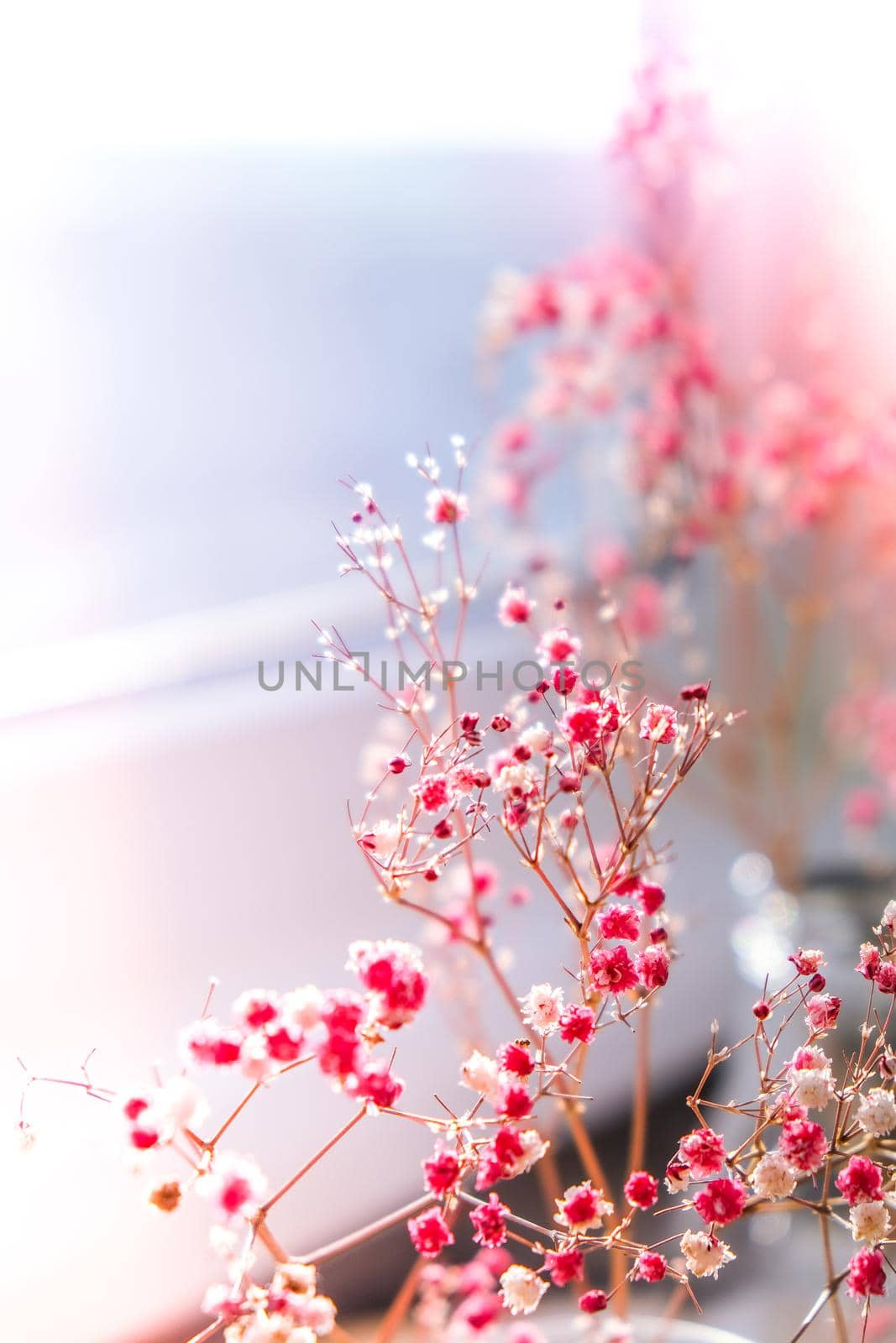 Gypsophila or baby's breath flowers Beautiful pink flower blooming with soft light. Selective focus. Spring holiday card background. Delicate aesthetics. by anna_stasiia