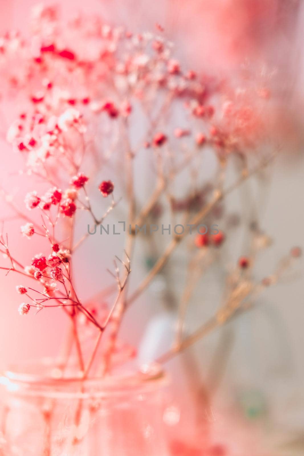 Gypsophila or baby's breath flowers Beautiful pink flower blooming with soft light. Selective focus. Spring holiday card background. Delicate aesthetics. Bloom nature backdrop.