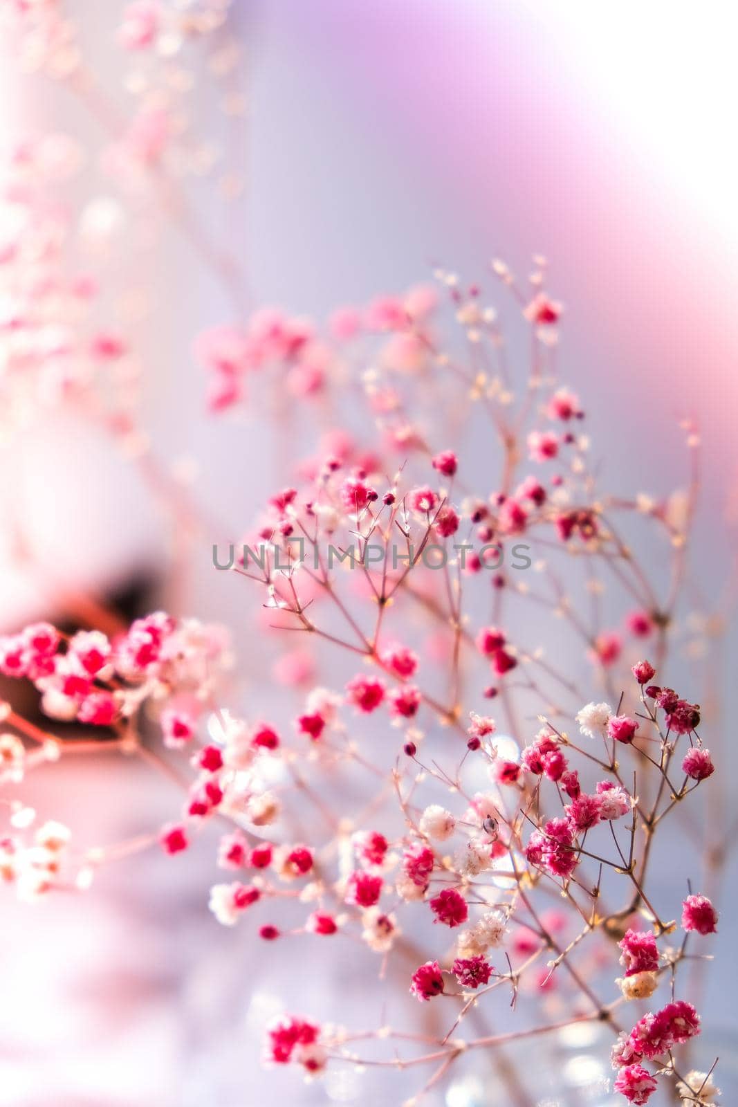 Gypsophila or baby's breath flowers Beautiful pink flower blooming with soft light. Selective focus. Spring holiday card background. Delicate aesthetics. Bloom nature backdrop.