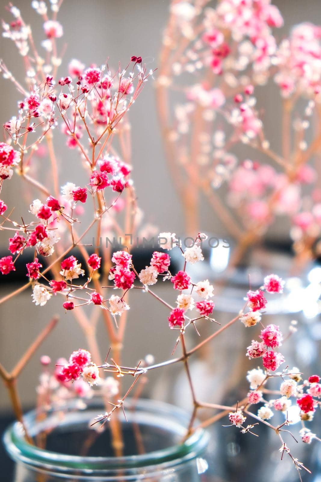 Gypsophila or baby's breath flowers Beautiful pink flower blooming with soft light. Selective focus. Spring holiday card background. Delicate aesthetics. Bloom nature backdrop.