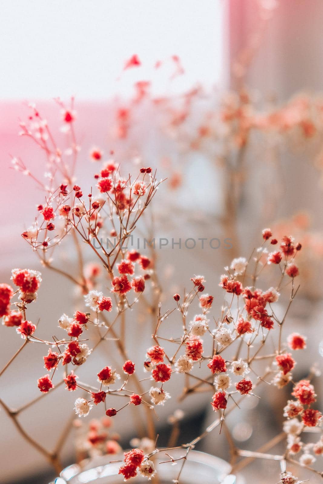 Gypsophila or baby's breath flowers Beautiful pink flower blooming with soft light. Selective focus. Spring holiday card background. Delicate aesthetics. Bloom nature backdrop.