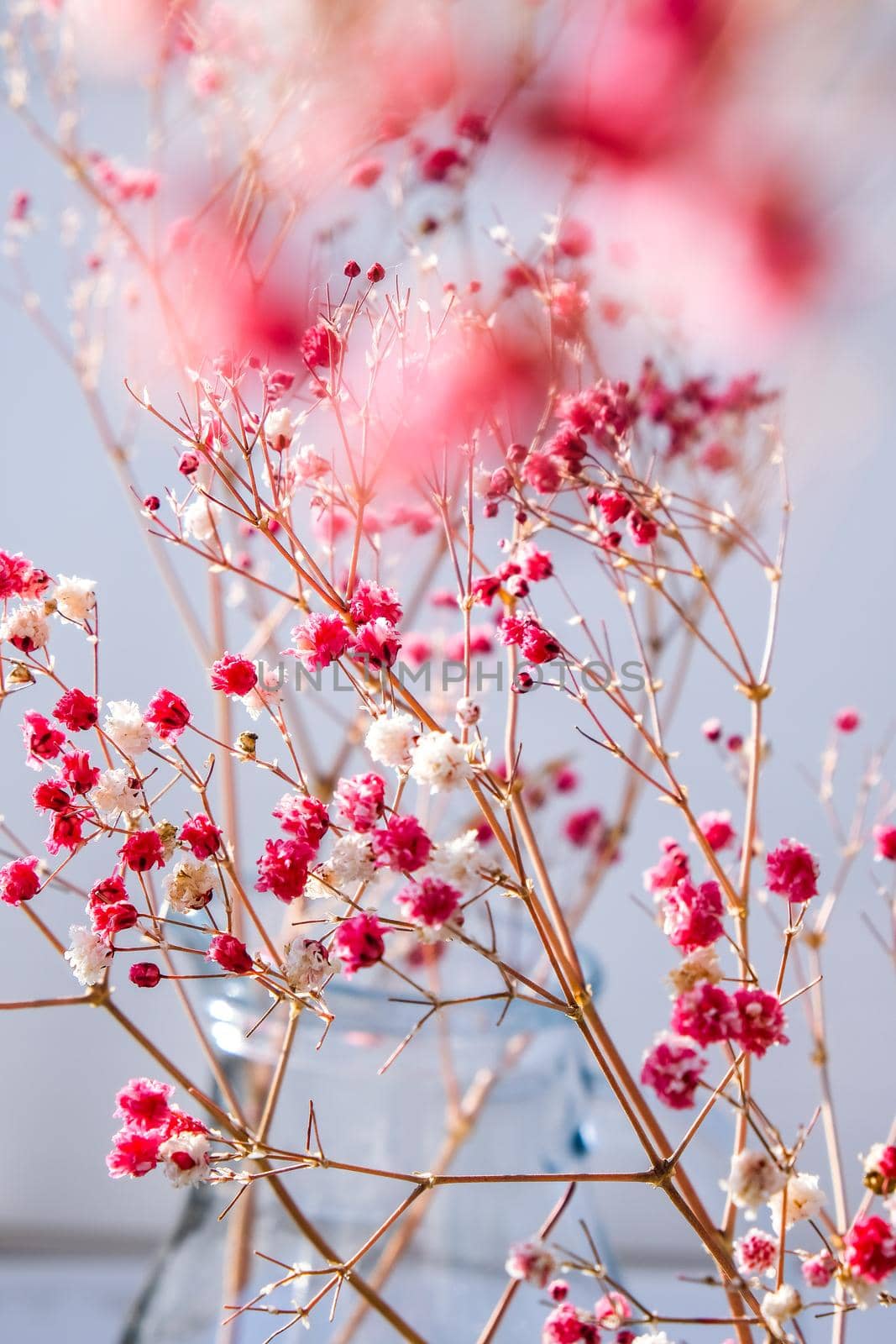 Gypsophila or baby's breath flowers Beautiful pink flower blooming with soft light. Selective focus. Spring holiday card background. Delicate aesthetics. Bloom nature backdrop.