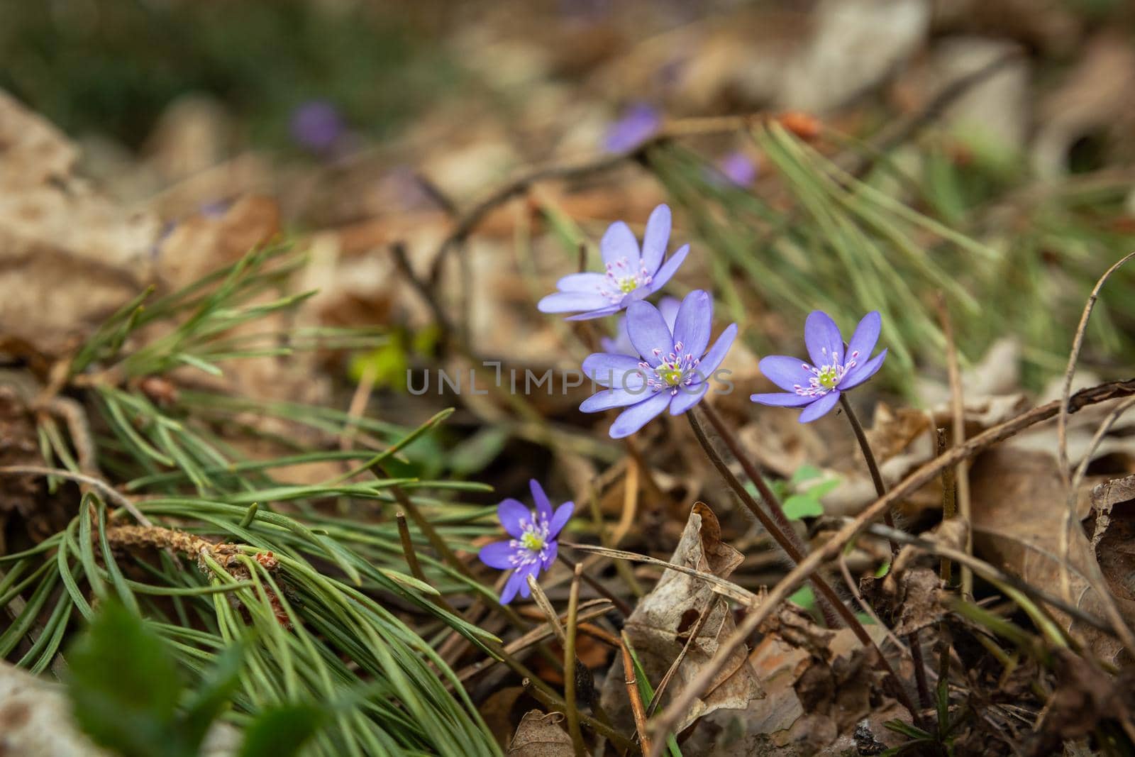 Purple spring flowers of Anemone hepatica growing in the forest, March day.