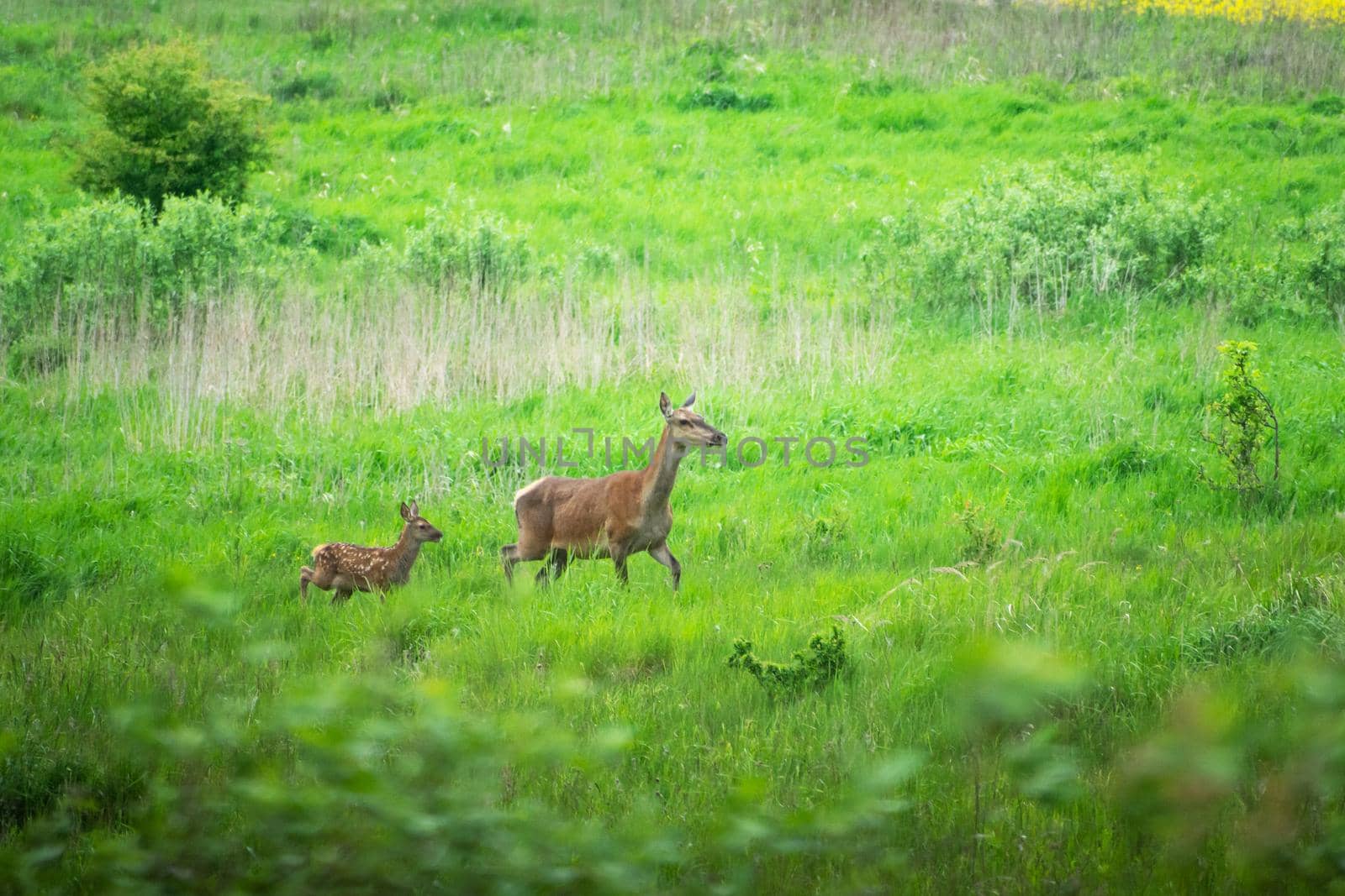 A hind and a young red deer running through a meadow, spring view