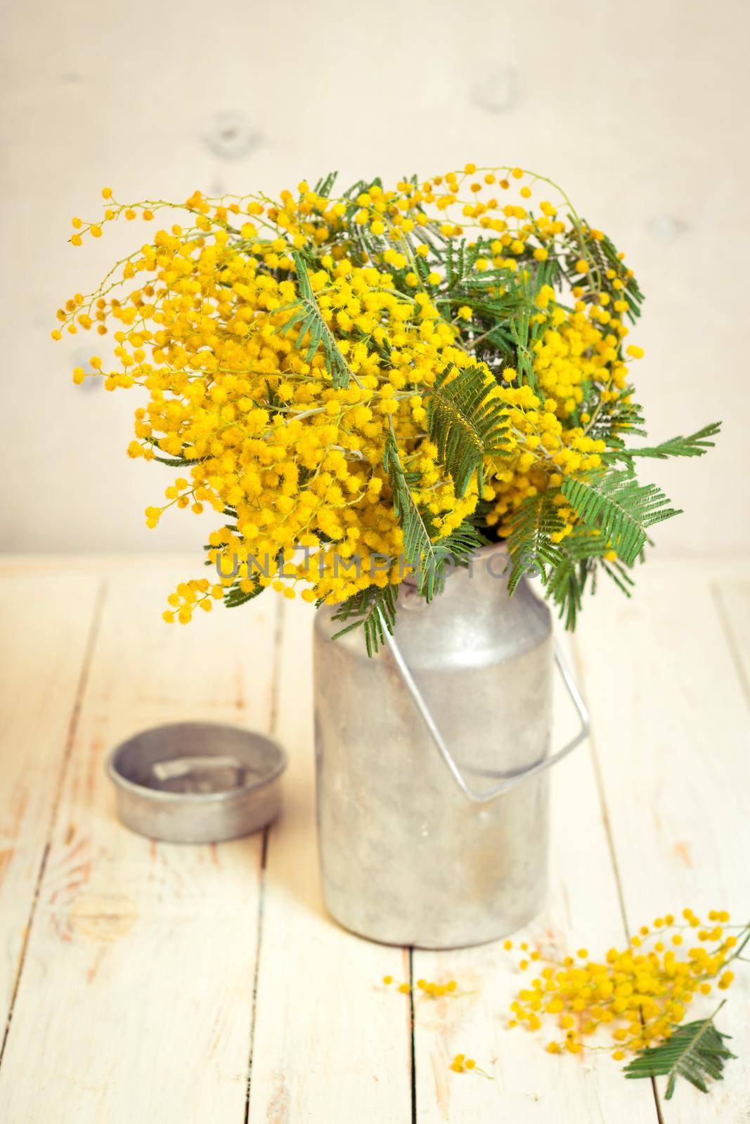 Mimosa flowers in a vintage metal milk can on the rustic white wooden background. Shabby chic style decoration with flowers. Selective focus. Vintage retro toned