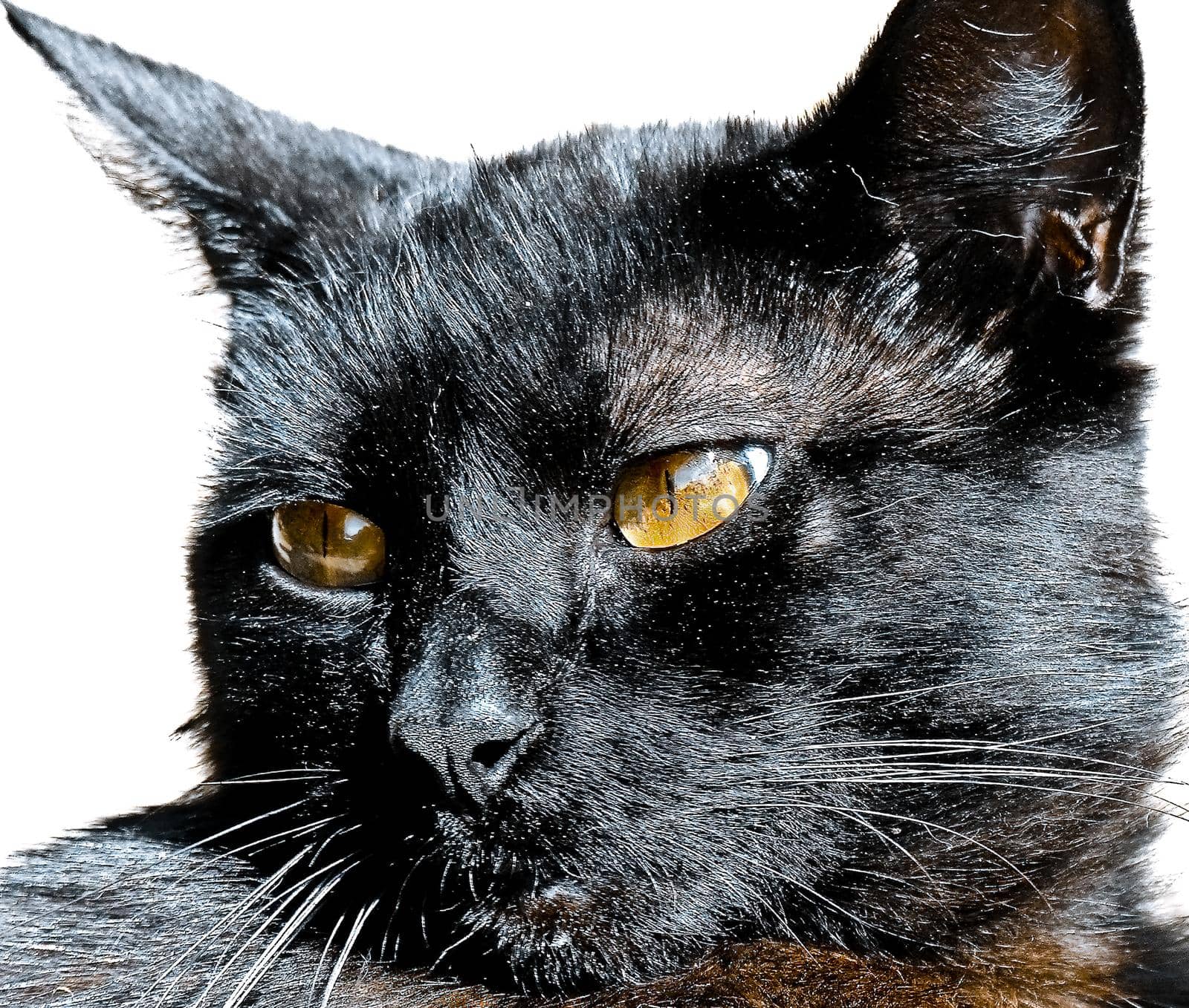 Striking Black cat with orange eyes