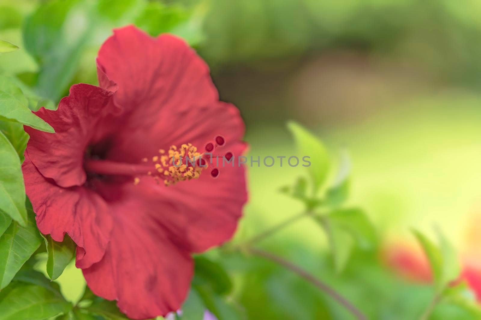Close up on a red hibiscus flower blooming in the Naha City of Okinawa island in Japan against a blurry green background..