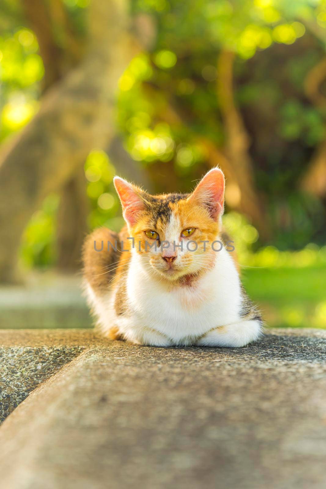 Orange and white tabby cat lying staring at the lens against a shallow depth of field background.