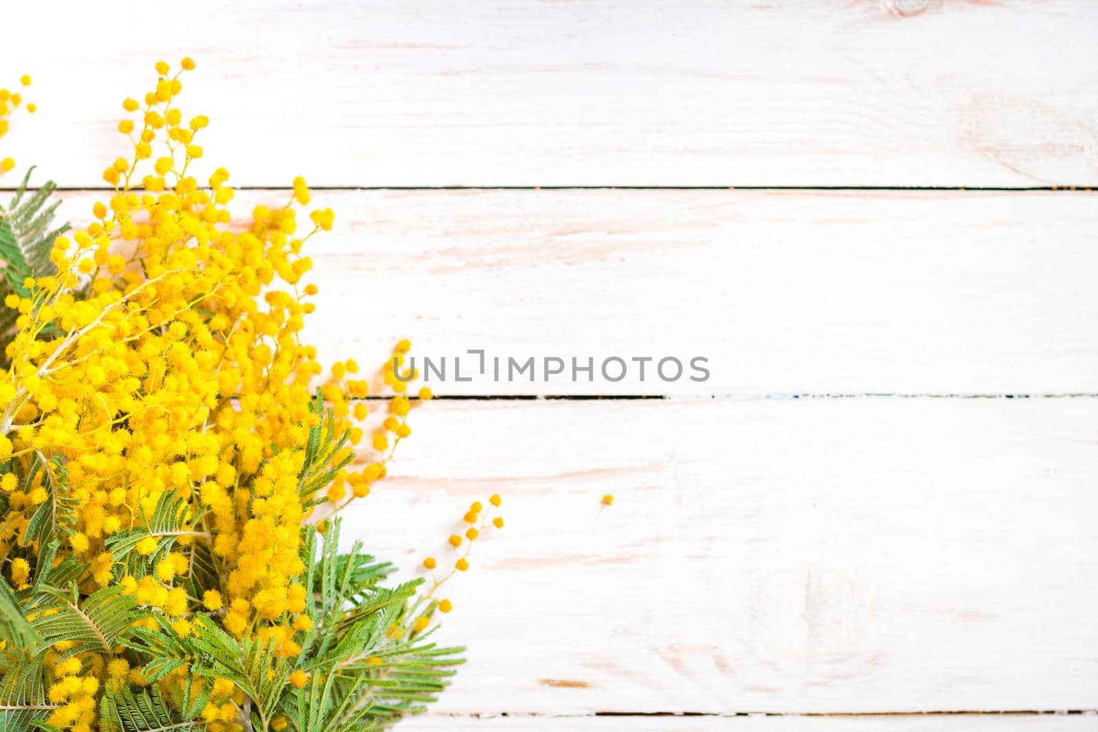 Mimosa flowers bouquet on the rustic white wooden background. Shabby chic style decoration with flowers. Selective focus. Space for text