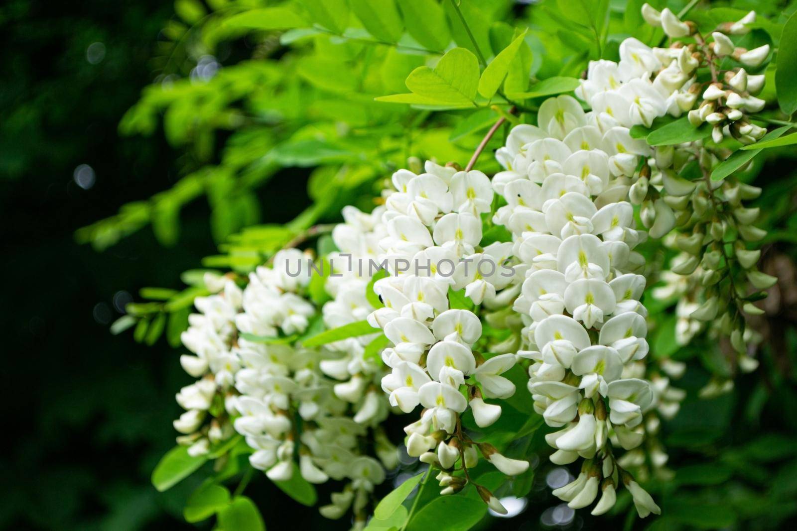 Acacia tree blooming in the spring. Flowers branch with a green background. White acacia flowering, sunny day. Abundant flowering. Source of nectar for tender fragrant honey. High quality photo