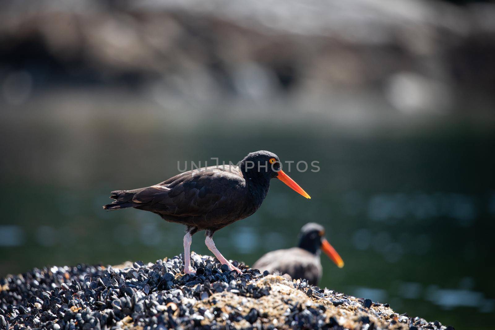 Black Oystercatcher on shells on a rock with another bird behind, near Ballet Bay, Sunshine Coast, British Columbia