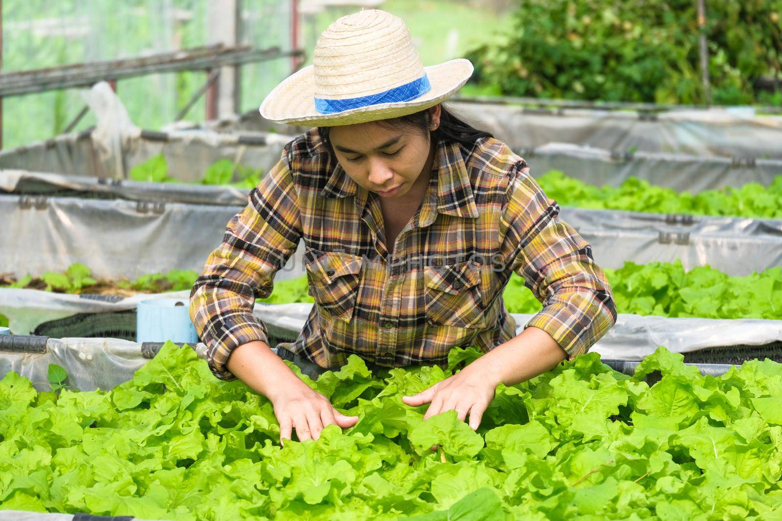 A woman gardener caring for organic vegetable in the home vegetable garden. Female farmer working at her organic farm. Home gardening and grow vegetable concept. by TEERASAK