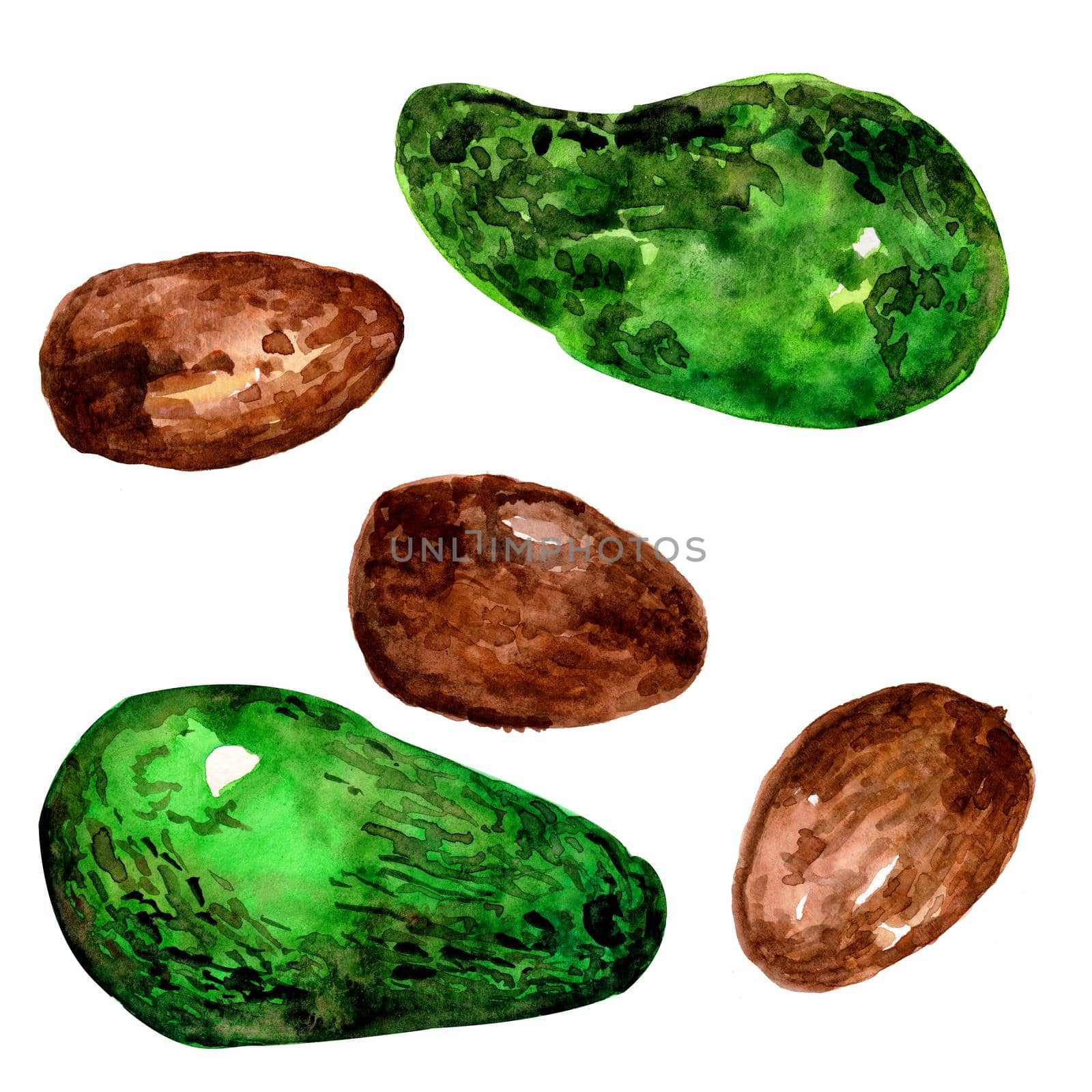 A set of green avocado with brown seeds. Isolated fruits on a white background.