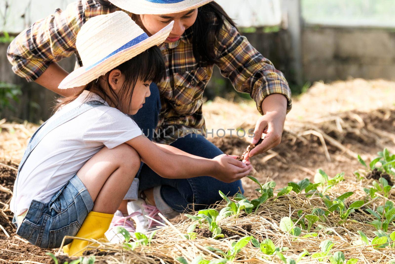 Little girl wearing a hat helps her mother in the garden, a little gardener. Cute girl planting vegetables in the garden. by TEERASAK