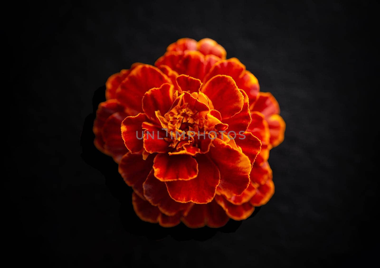 Studio shot of flower on black background. Flat lay, top view.