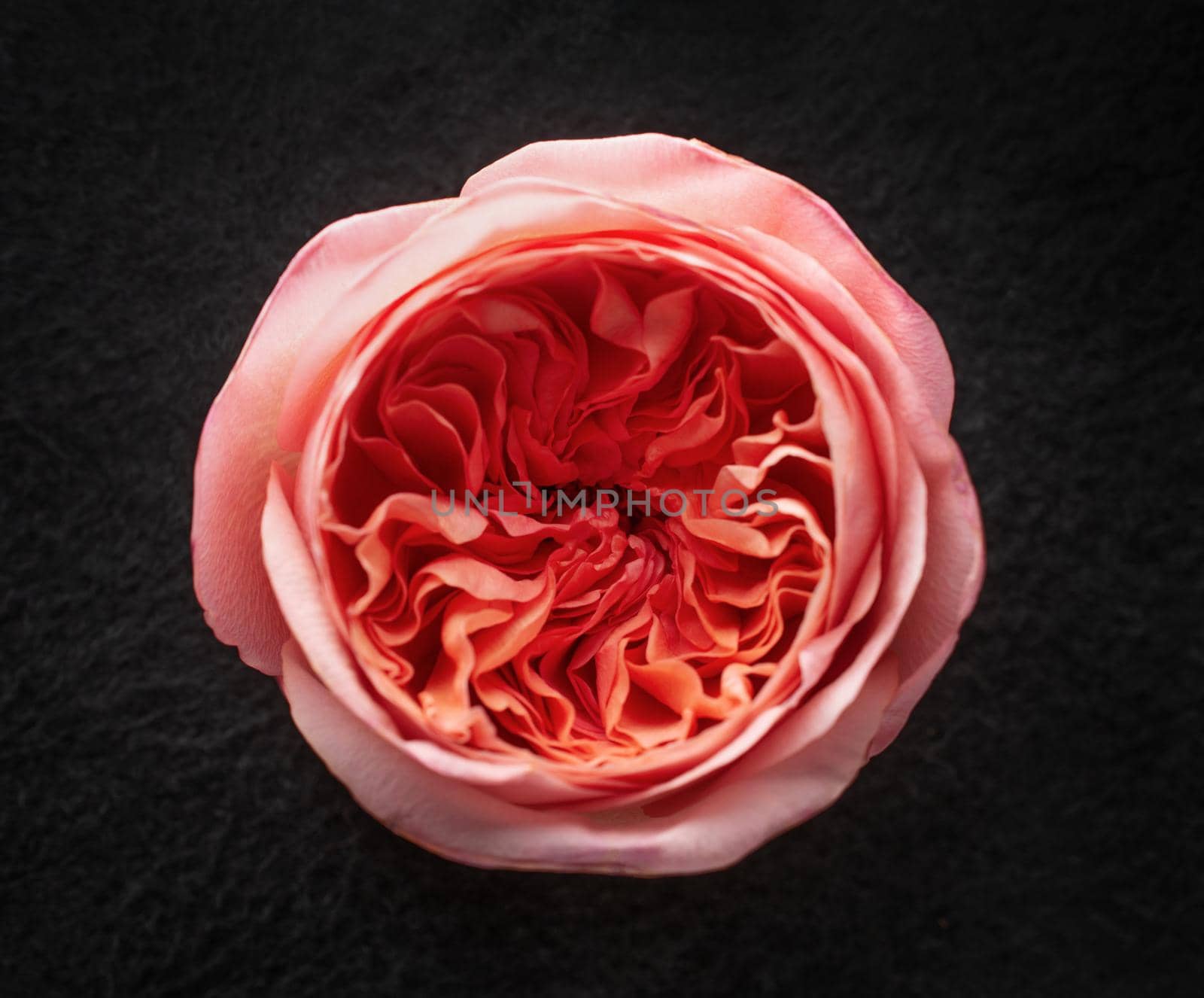 Top view of a flower on a black background. Studio shot. by Proff