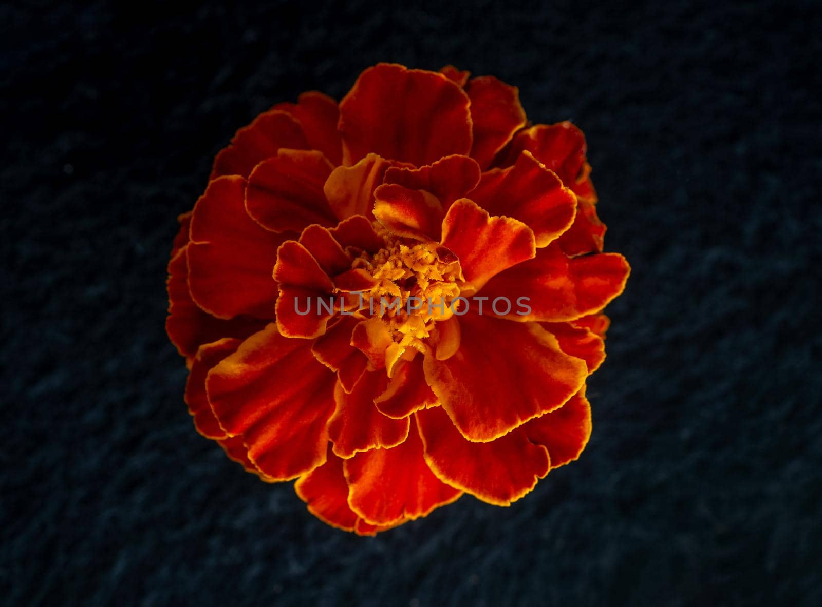 Top view of a flower on black background. Closeup. Nature.