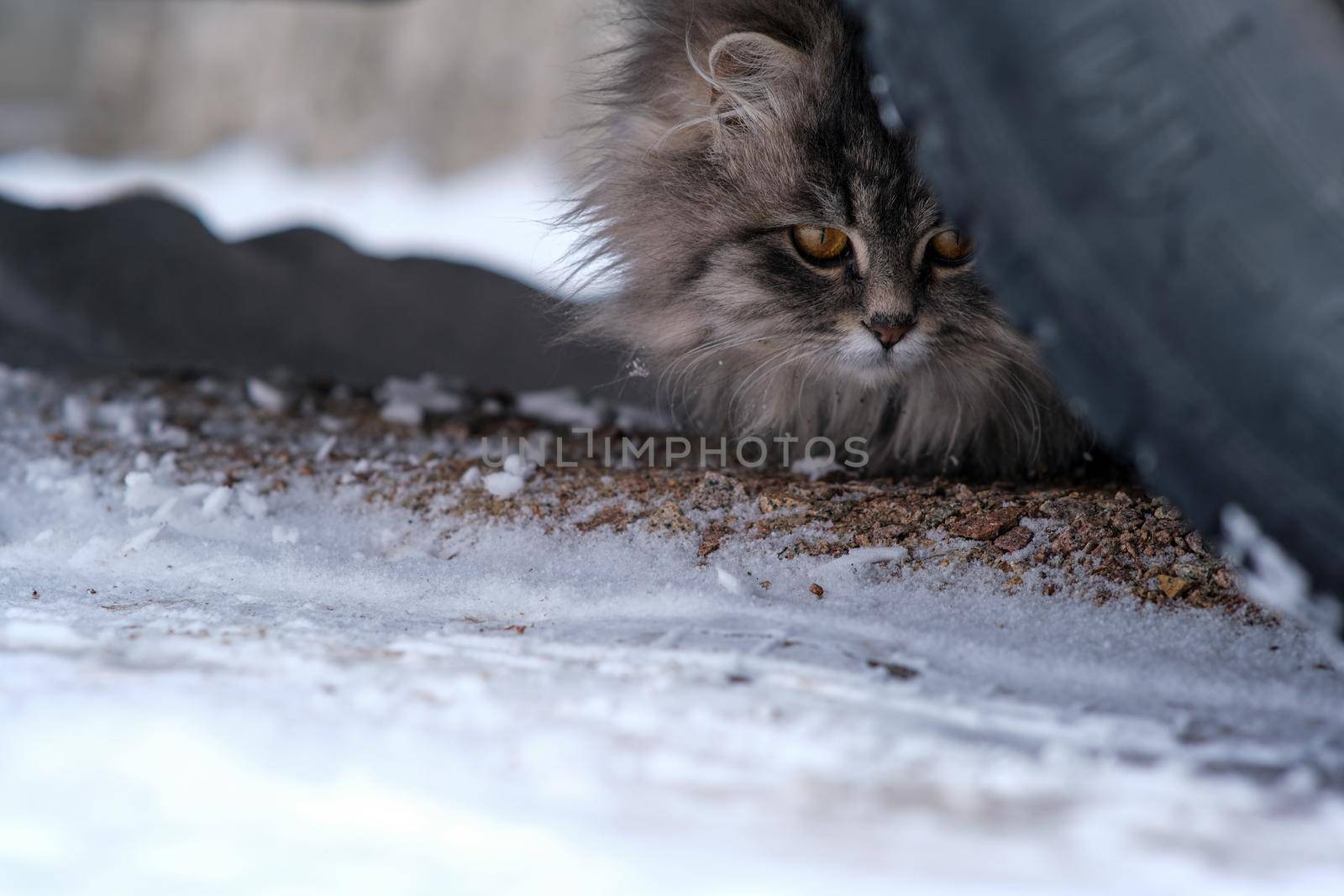 Fluffy gray cat close-up. Gray cat with big yellow eyes. The cat sits under the wheel of the car.