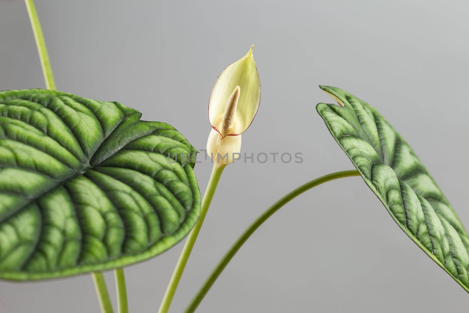 Alocasia blooming with a tiny white flower by Syvanych