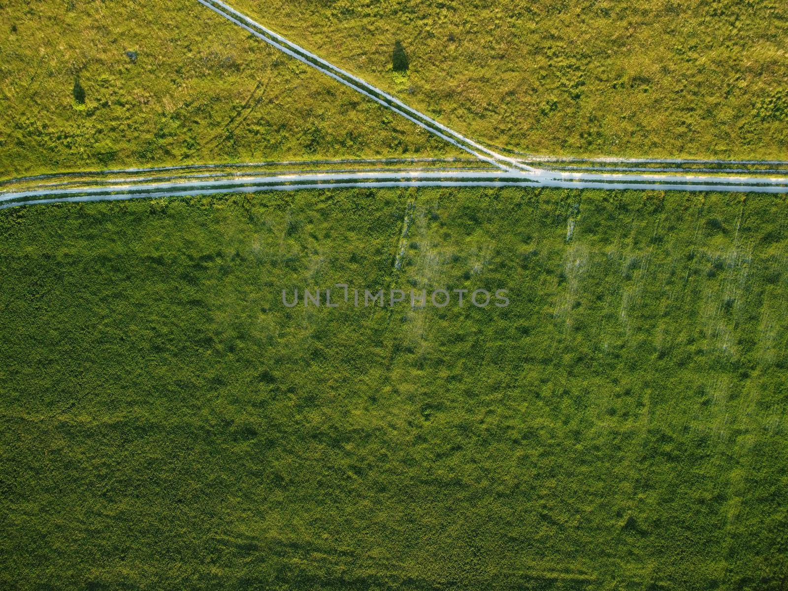 Green wheat field in countryside, close up. Field of wheat blowing in the wind at sunny spring day. Young and green Spikelets. Ears of barley crop in nature. Agronomy, industry and food production