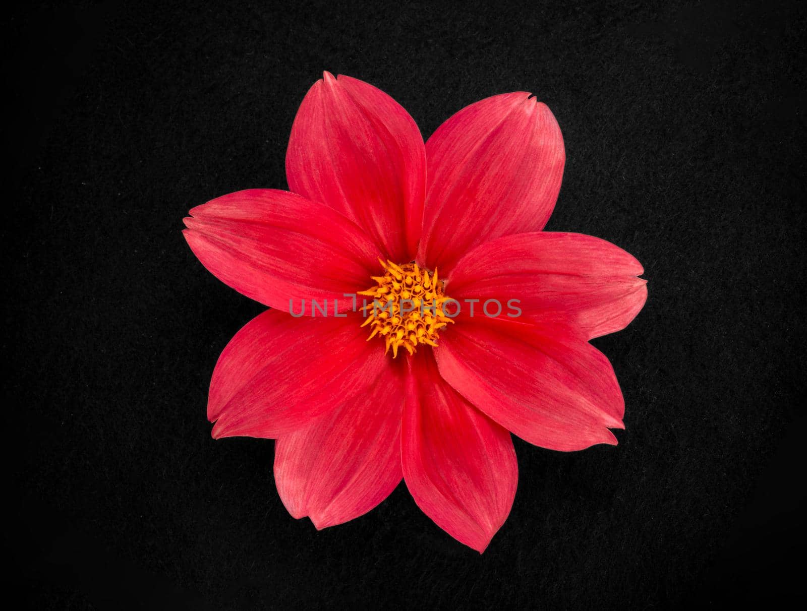 Delicate flower on a black background. On a dark background.