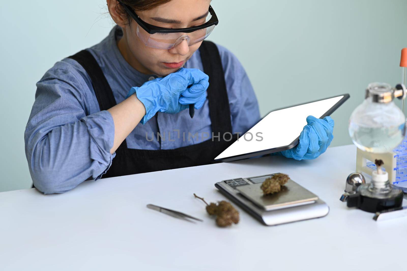 Scientist using digital tablet during research for marijuana natural aromatic hemp oil, alternative medicine for health. Herbal alternative medicine, cbd oil concept.
