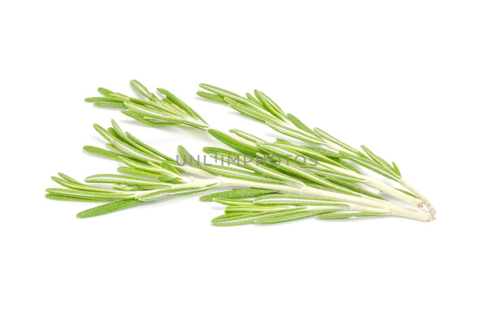 Fresh rosemary isolated on white background by Proff