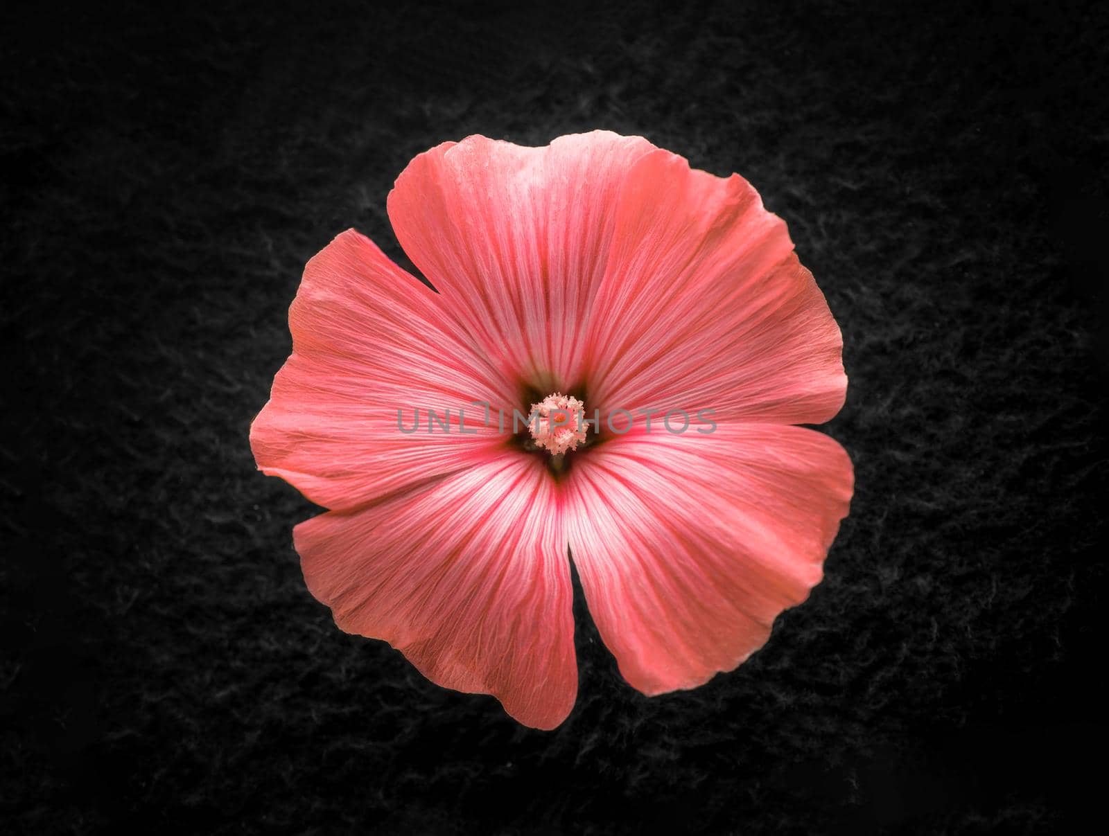 Delicate flower on a black background. Bright and beautiful flower.