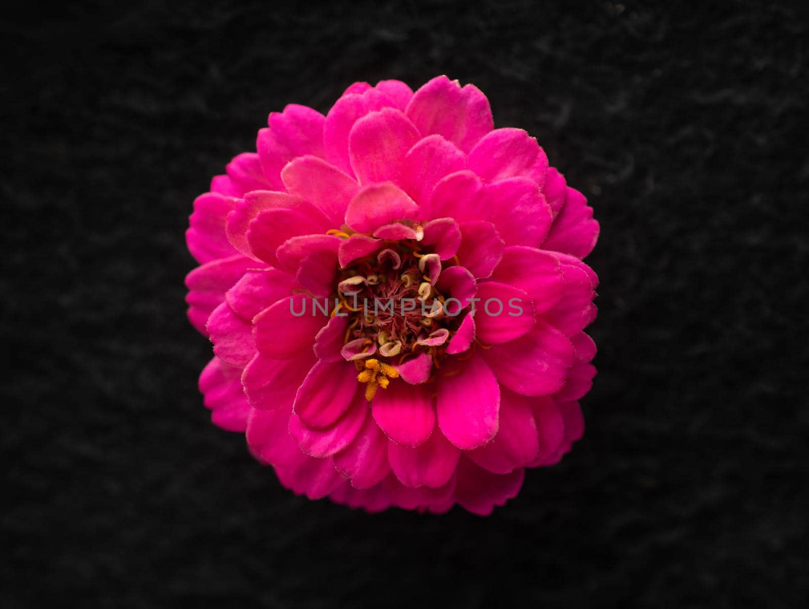 Top view of a flower on a black background. Closeup. Nature.