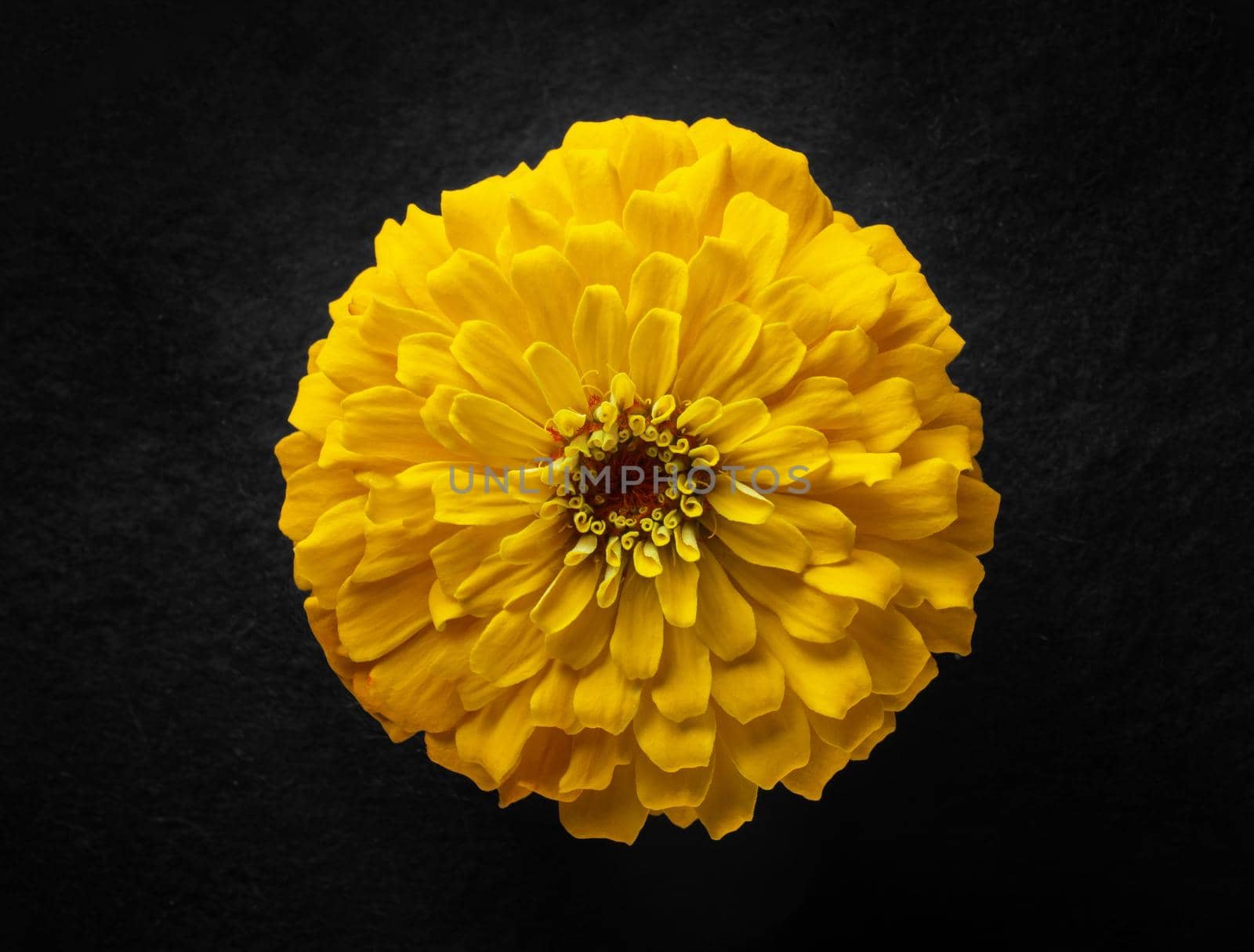 Studio shot of flower on a black background. Close up. by Proff