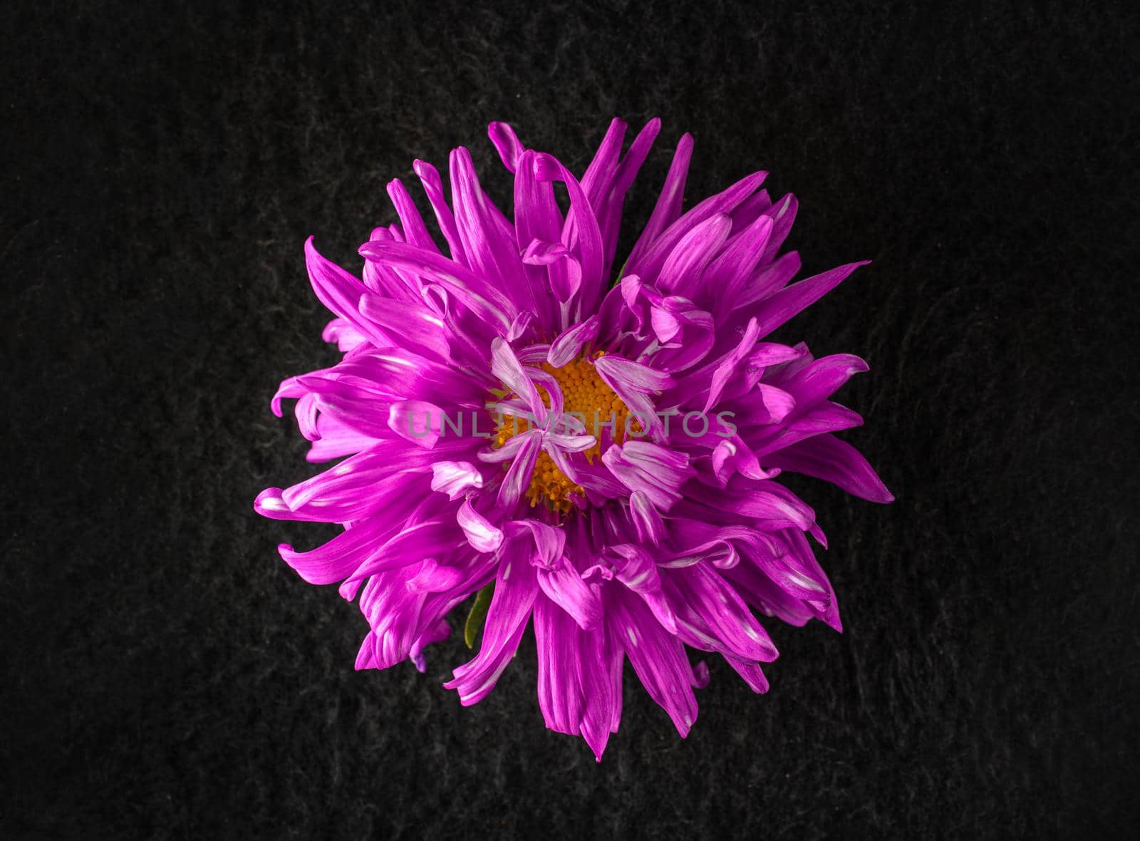 Top view of a flower on black background. For design. Nature. by Proff