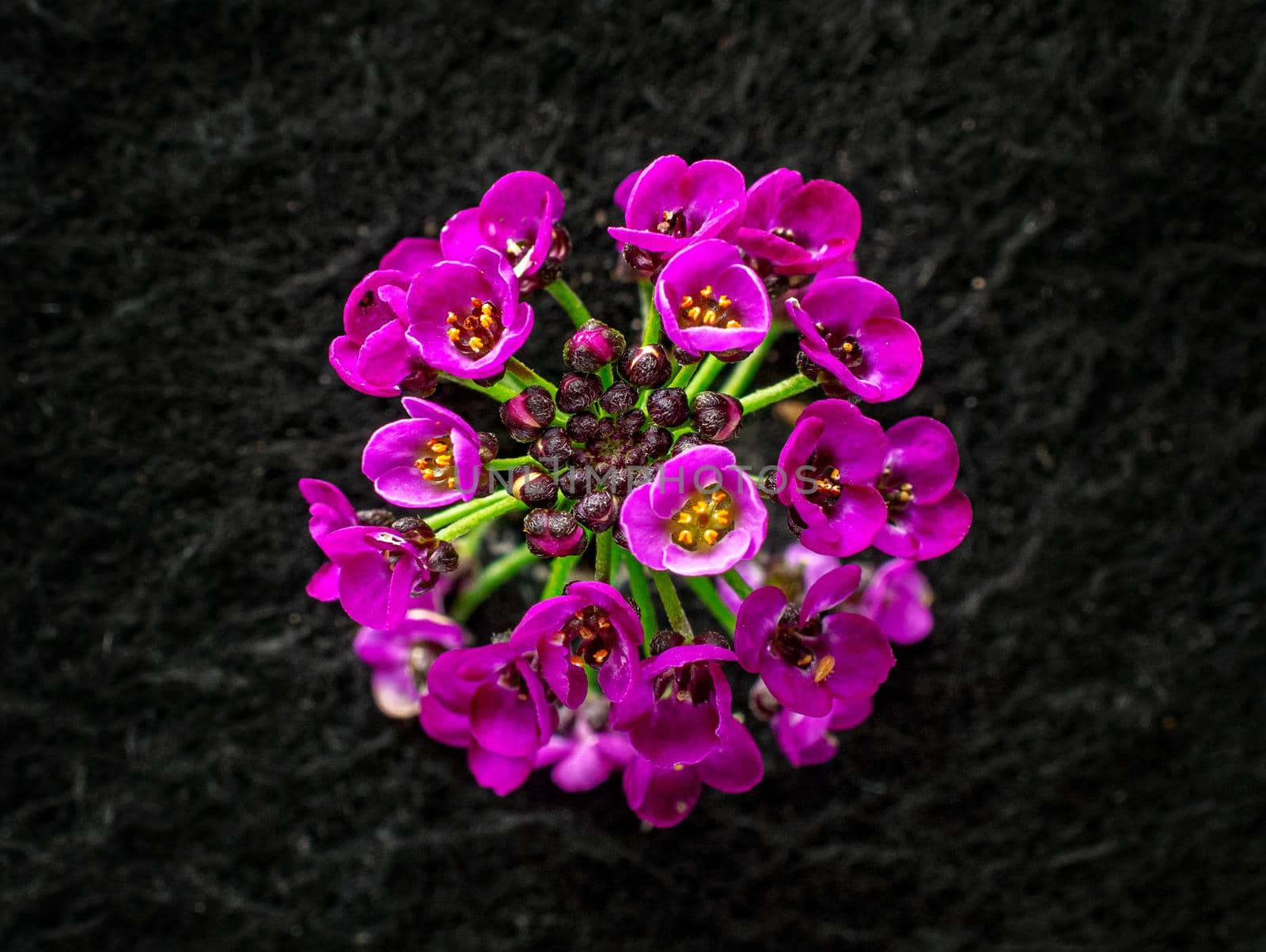 Studio shot of flower on black background. View above. by Proff