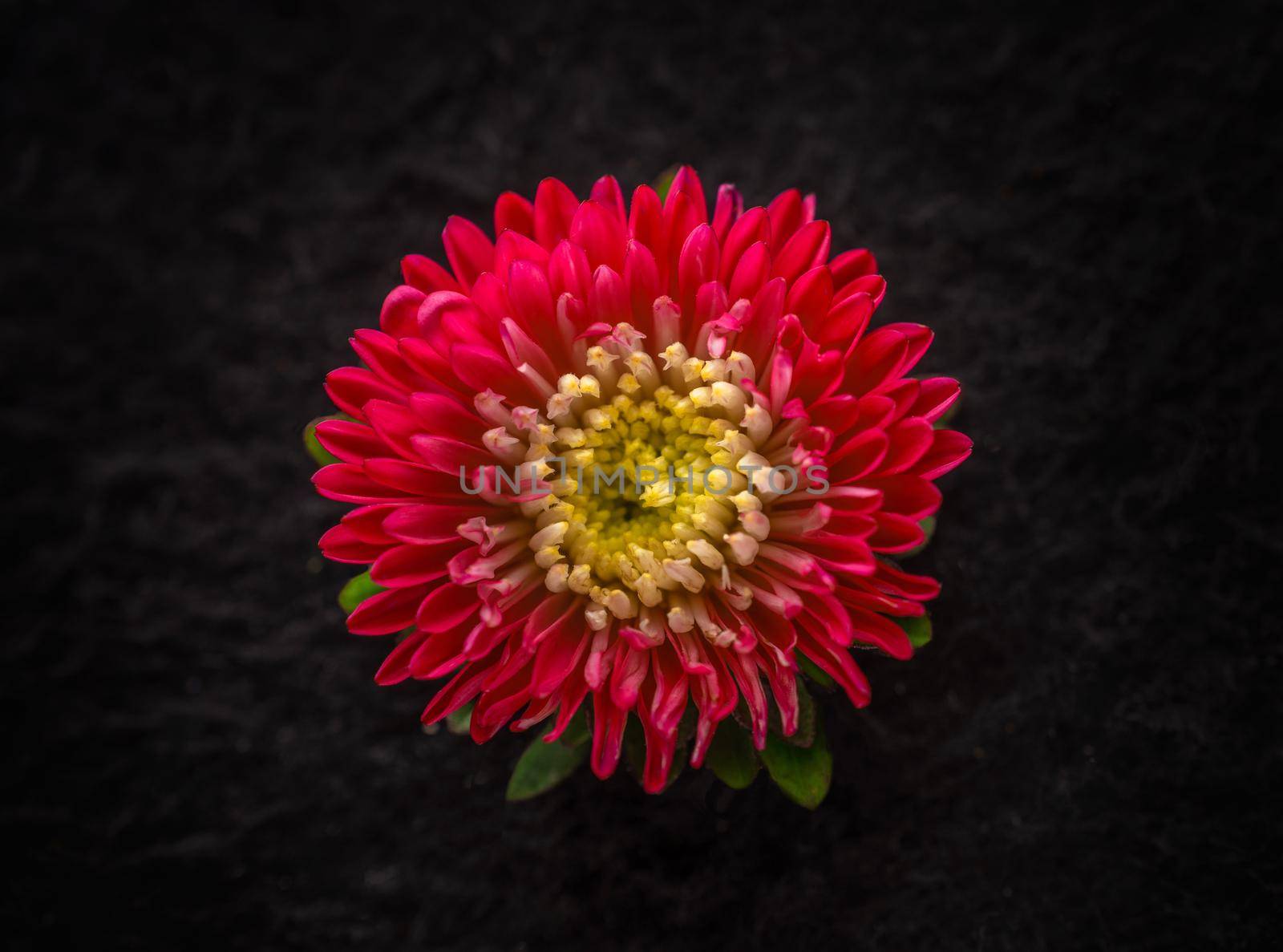 Top view of a flower on black background. Macro shoot.