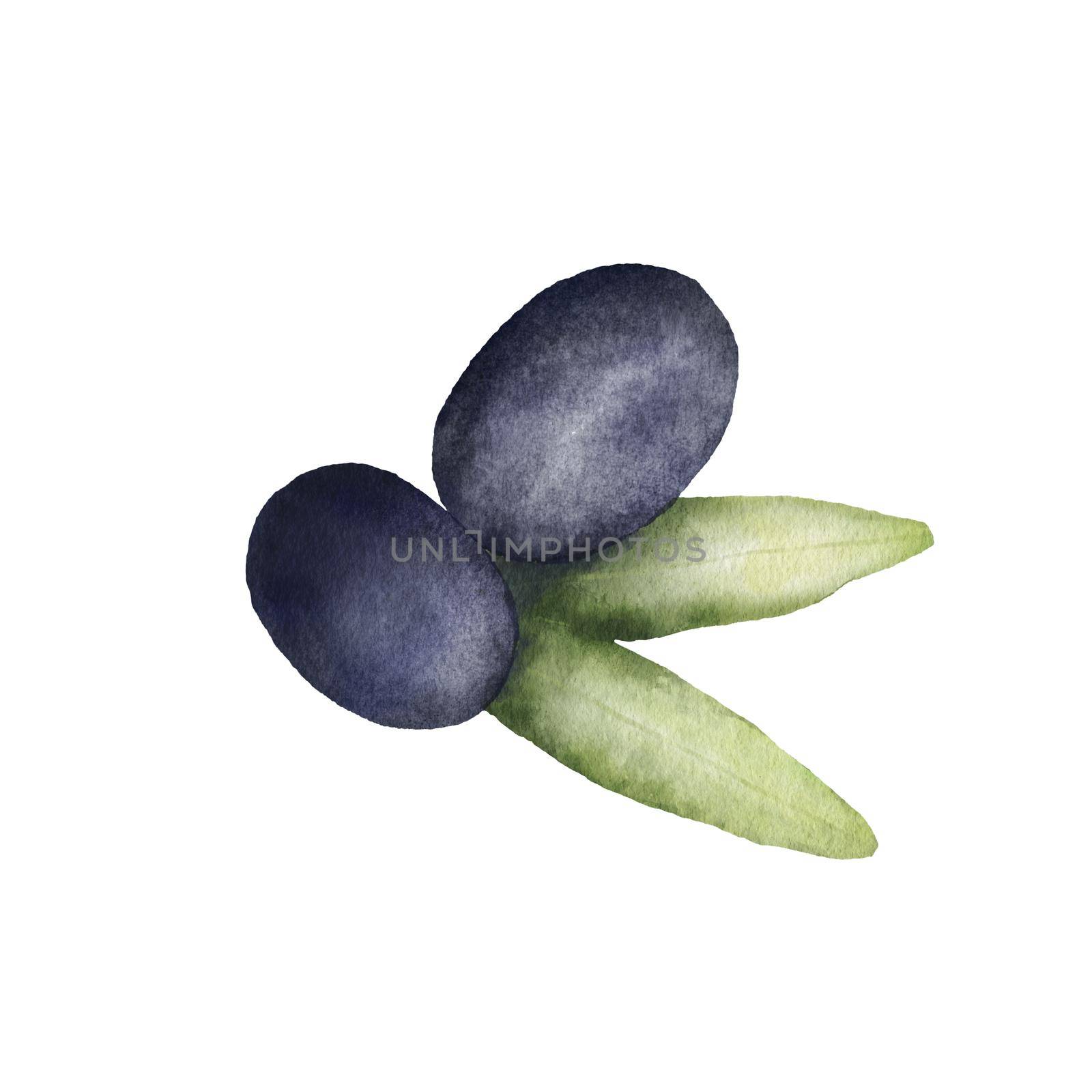 Black Olive watercolor drawing. Hand drawn illustration with olive leaves isolated on white background. Food of mediterranean cuisine by ElenaPlatova
