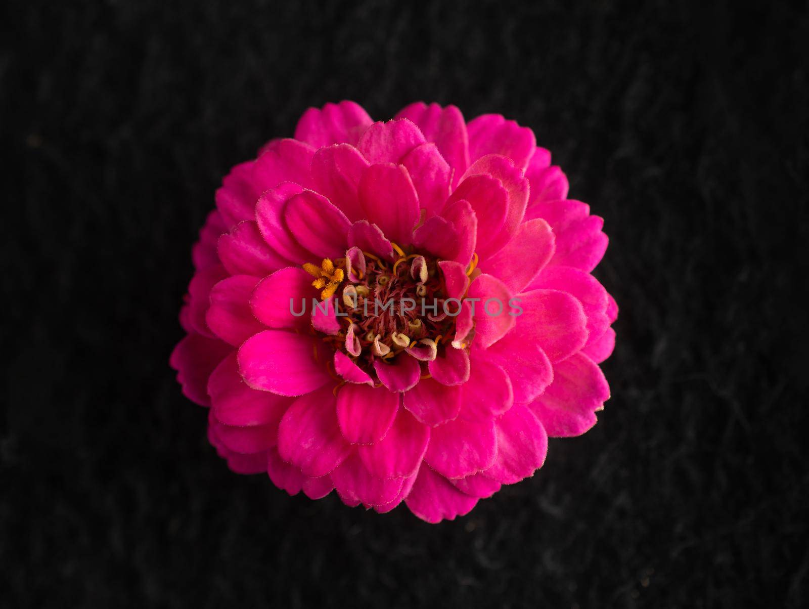 Studio shot of flower on a black background. View from above. by Proff