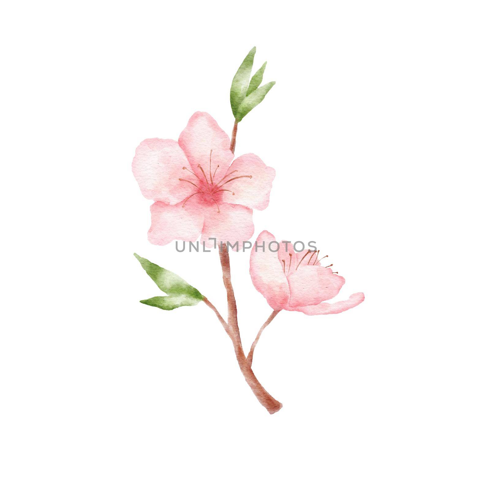 Branch of Cherry blossom illustration. Watercolor painting sakura isolated on white. Japanese flower by ElenaPlatova